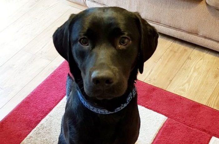 ‘최애’ 곰돌이 장난감 너무 좋아 ‘꿀꺽’ 삼켜버렸던 댕댕이의 최후