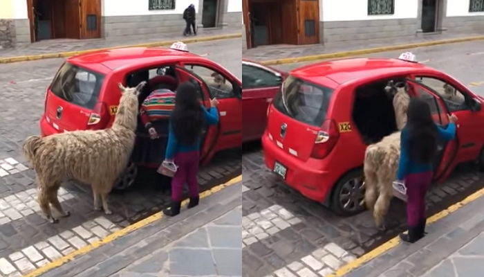 주인 따라 능숙하게 택시 올라타 함께 여행 떠나는 ‘똑똑이’ 라마
