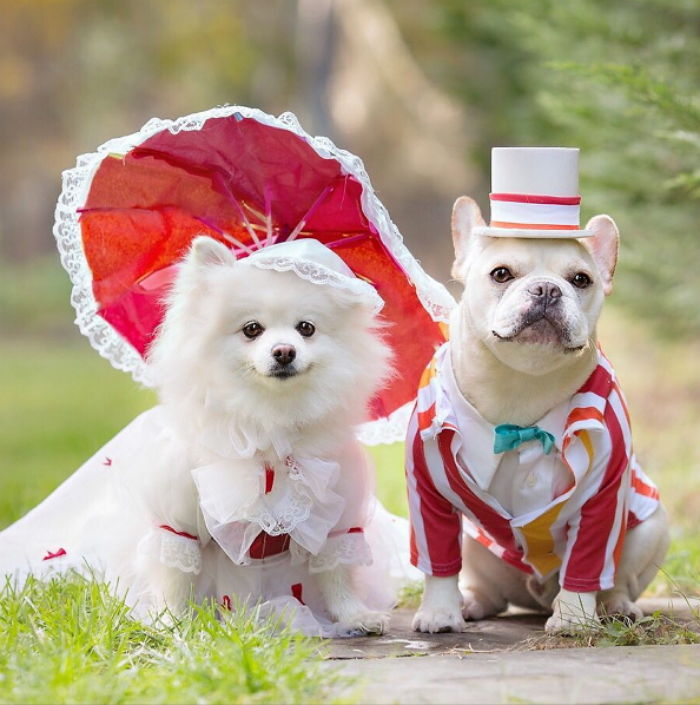 약혼 후 결혼식까지 마치며 사랑 맹세한 ‘댕댕이 커플’의 웨딩화보