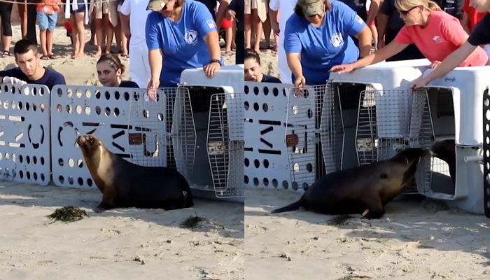자유의 순간 ‘두려움’에 떠는 친구 안심시키려 다시 데리러 간 ‘천사’ 바다사자