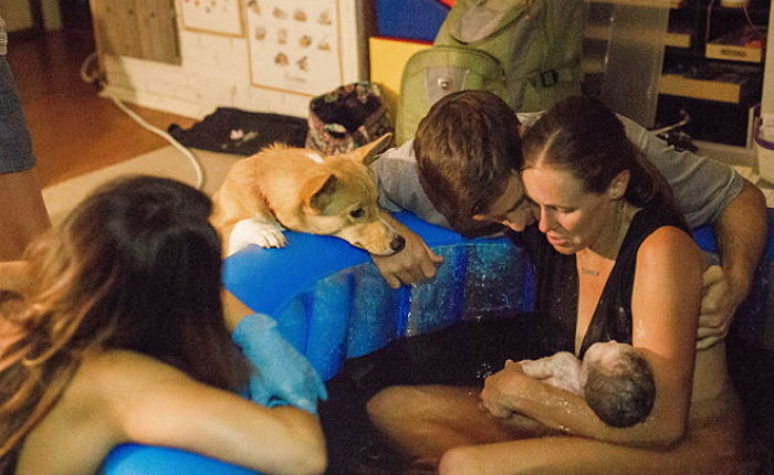 “엄마, 힘내요” 산통으로 괴로워하는 엄마 걱정돼 눈 못 떼는 코기