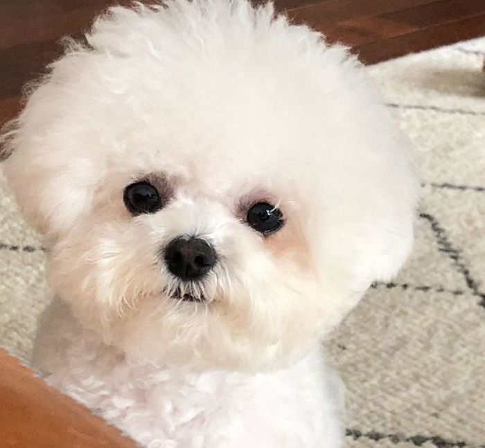 “절대 속지마”…반려견 키우는 집에서 가족끼리 외출 전 서로 꼭 하는 당부