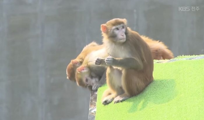 목숨 걸고 ‘고압전류’ 흐르는 철망 넘어 도망친 ‘실험용 원숭이’