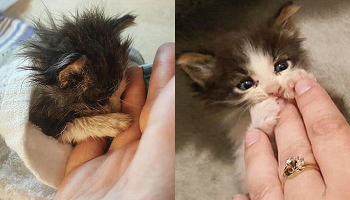 또 다시 버려질까 봐 생명의 은인 손 ‘꼭’ 붙잡고 놓지 않는 아기 길냥이