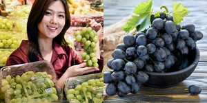 과즙팡팡 이미지