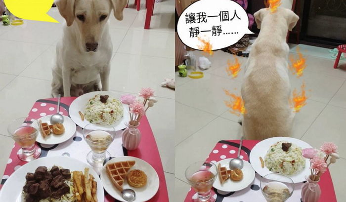 ‘소고기 산’ 쌓은 주인과 달리 고기 ‘한 점’ 올라간 접시 보고 ‘왕 삐친’ 댕댕이