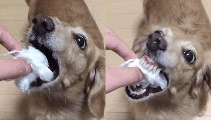 입안에서 사르르 녹아내린 ‘솜사탕’ 맛에 푹 빠져 ‘천상 미소’ 짓는 댕댕이