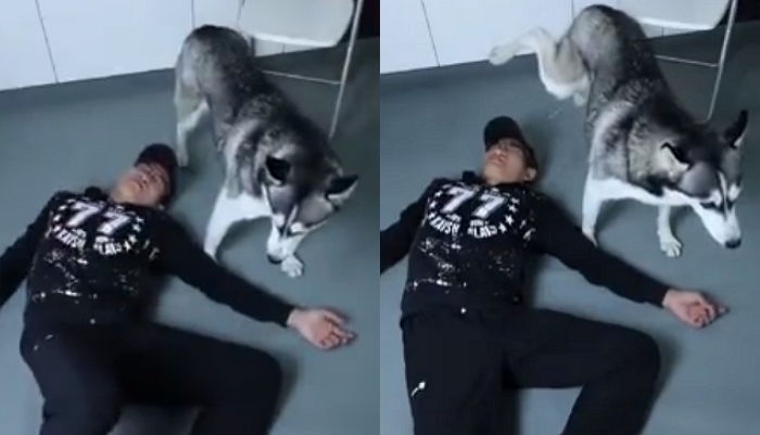 죽은 척하며 장난친 주인 얼굴에 ‘오줌’ 테러로 ‘사이다 응징’한 댕댕이