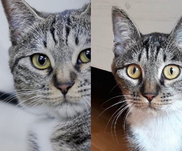 ‘반려묘 유기’ 논란 휩싸인 JBJ 출신 김용국의 소속사가 발표한 공식 입장