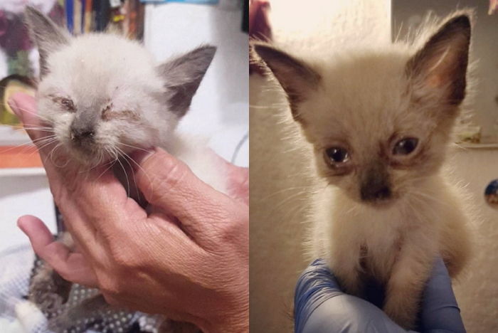 엄마 없이 벌벌 떨다 ‘구조자’ 손 붙들고 안도의 ‘눈물’ 흘린 아깽이