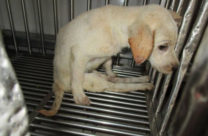 “교통사고로 ‘하반신 마비’된 유기견을 보살폈더니 기적이 일어났습니다”