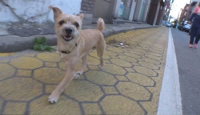 딱 한 번 만져줬던 여학생 손길 기억하고 매일매일 쫓아다닌 유기견의 최후(?)