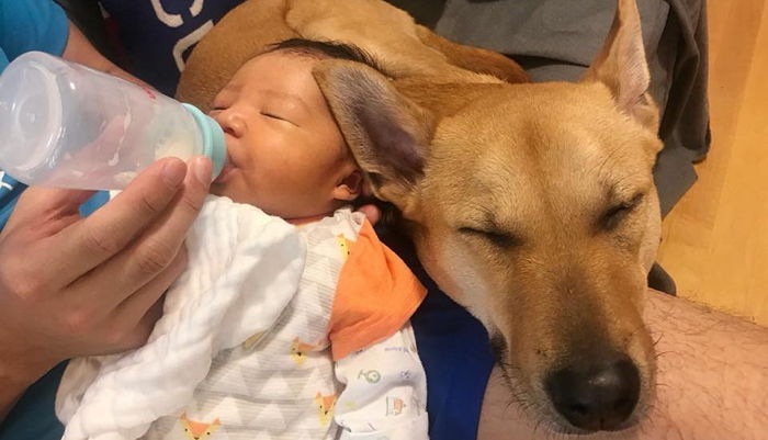 아기 ‘토닥토닥’ 해주는 아빠 ‘맴매’하는 줄 알고 막아서는 천사 댕댕이