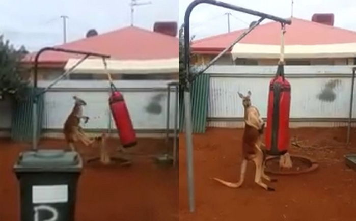 ‘로드킬’ 당한 엄마 보고 우울증 걸렸다가 샌드백으로 극복한 복서 캥거루