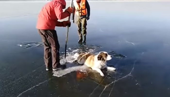 영하 ‘10도’에 호수 한가운데 버려져 다리 얼어붙은 채 꼼짝 못 한 강아지