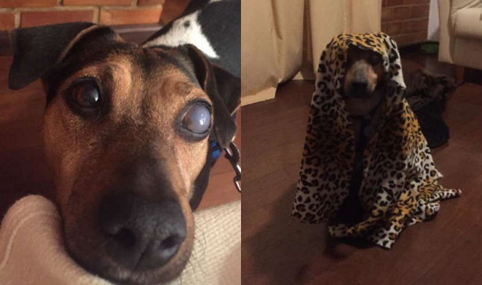 ‘녹내장’으로 시력 완전히 잃었는데도 ‘냄새’로 주인 단박에 찾아 안기는 강아지