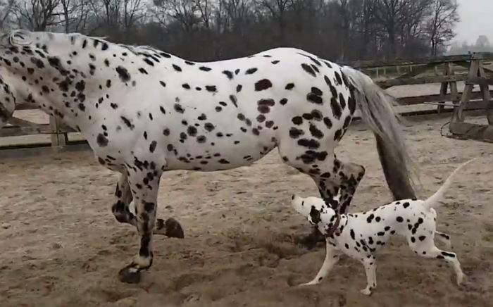 자신 똑닮은 점박이 말 ‘엄마’로 착각해 껌딱지처럼 따라다니는 아기 달마시안