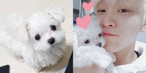 솜사탕 이미지