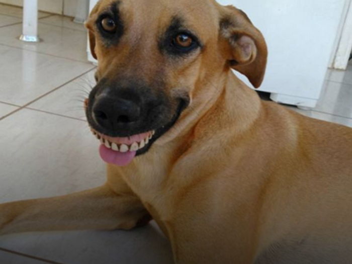 땅에서 발견한 오래된 ‘틀니’ 갖고 놀던 장난꾸러기 댕댕이의 최후