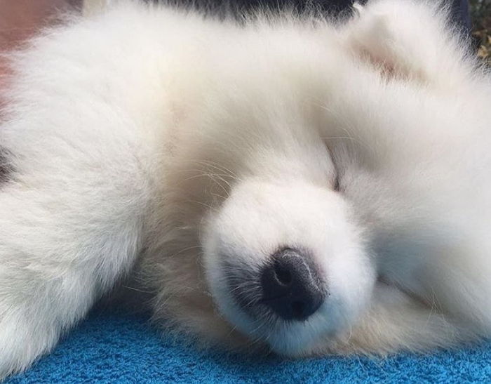 ‘세젤귀’ 매력으로 보고 있으면 자동 힐링되는 ‘얼굴 천재’ 아기 동물 15