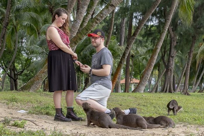 ‘천년의 사랑’ 맹세하는 연인 둘러싸고 진심으로 축하해준 귀여운 수달들