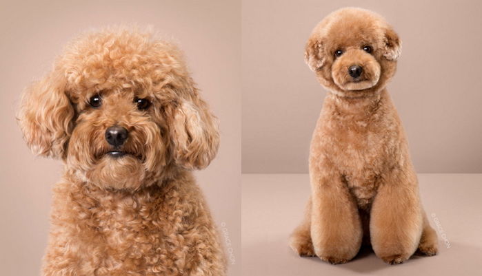 ‘얼굴 깡패’ 댕댕이도 털 발이라는 사실 증명하는 미용 전·후 사진 7