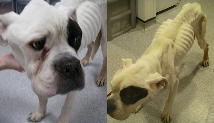 수의사가 직접 공개한 주인에게 버려진 반려견의 뼈만 남은 ‘해골’ 같은 모습