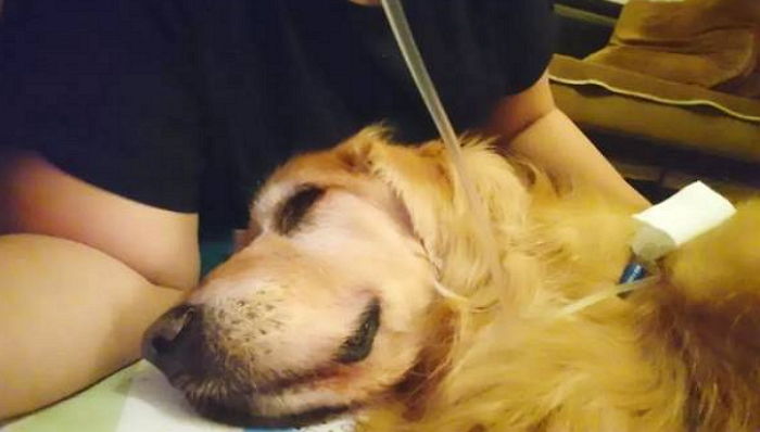 암으로 죽어가는 16살 반려견과 평생 함께하려 ‘포대기’로 업고 다니는 주인