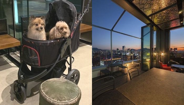 “히노끼탕부터 셰프밥까지”…주인도 댕댕이도 ‘호캉스’ 즐길 수 있는 ‘호텔 카푸치노’