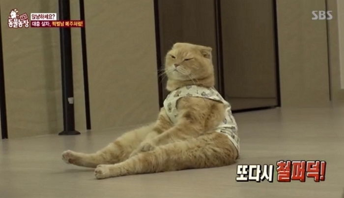 남다른 ‘쩍벌 자세’로 SNS 스타 등극한 세젤귀 고양이 ‘메주’