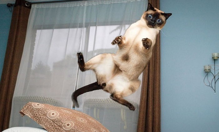 “냥덕후도 절대 이해 불가”…‘4차원 매력’ 폭발한 고양이들의 일상 사진 11장