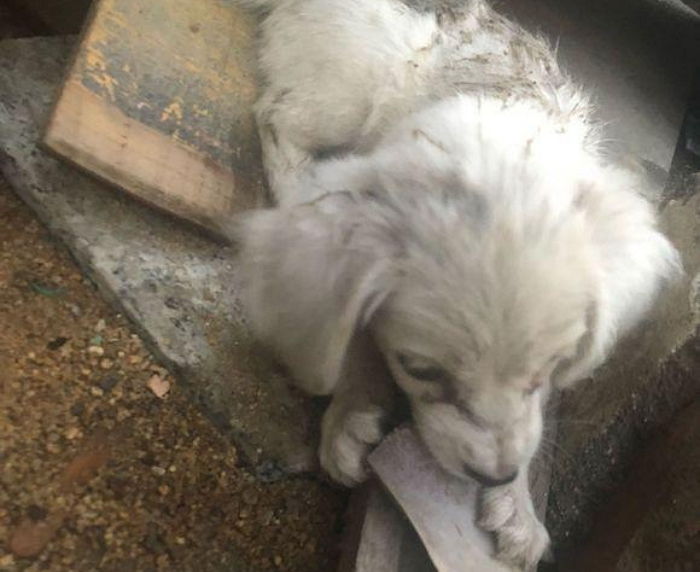 “공사장에 버려진 새끼 유기견이 나무 조각을 뜯어먹고 있었습니다”