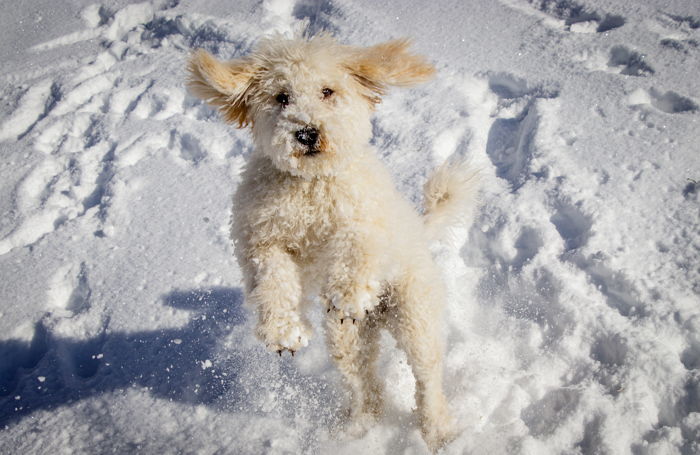 “발 시리면 어떡하지” 눈 오는 날 댕댕이 ‘산책’ 망설이지 않아도 되는 이유