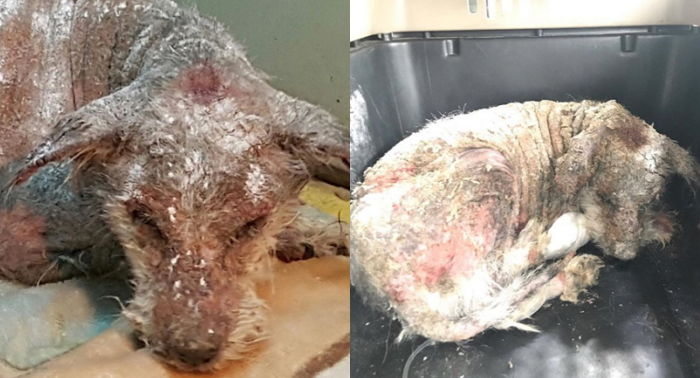 피부병 너무 심해 ‘돌’처럼 변했던 강아지 ‘삼이’의 충격적인 변화