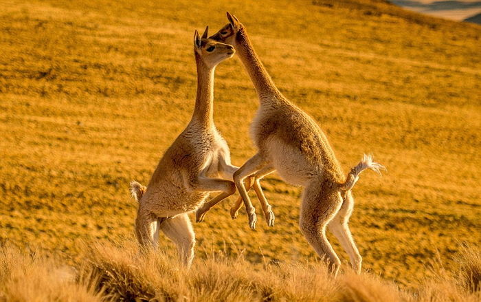 세상에서 제일 다정하게 싸우는 ‘쏘스윗’한 라마의 결투 방법