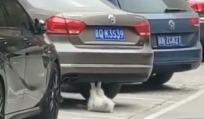 “올해는 꼭 여친 사귄다” 열심히 ‘윗몸일으키기’하며 몸 가꾸는 복근 냥이