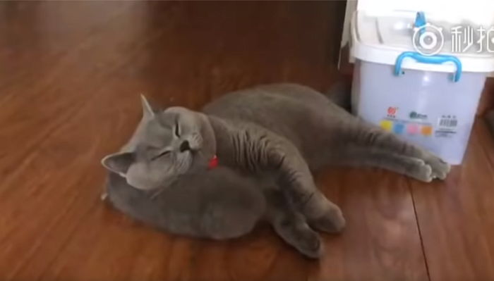 “엄마도 피곤해” 육아에 지쳐 꼬물이 ‘베개’삼아 꿀잠자는 고양이