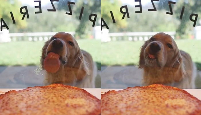 피자집 앞을 지나가던 댕댕이는 피자가 너무 먹고 싶었다