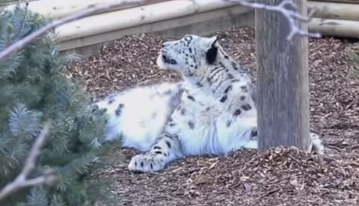 사육사가 문 제대로 안 닫아 도망친 동물원 표범이 또 ‘사살’됐다