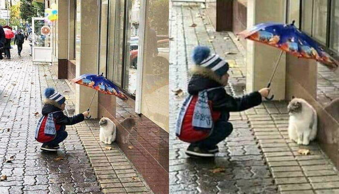 비 쫄딱 맞고 거리에서 덜덜 떠는 ‘길고양이’에게 우산 씌어준 ‘쏘스윗’ 소년