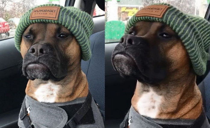 주인이 사준 비니 쓰고 원하는 ‘스웨그’ 안 나오자 입 삐죽 나온 댕댕이