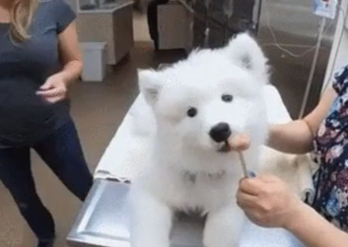 동물병원에서 주사 맞는지도 모르고 사탕에 ‘마취’된 덩치만 큰 아가 댕댕이