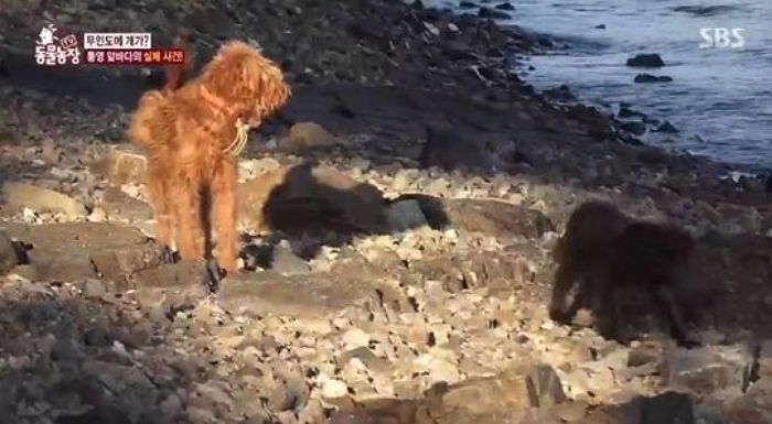 아무것도 없는 ‘무인도’에 ‘강아지’ 두 마리 버리고 떠난 견주