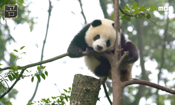 다큐 촬영 때 ‘판다’가 놀라지 않게 친구로 ‘분장’한 MBC 제작진들