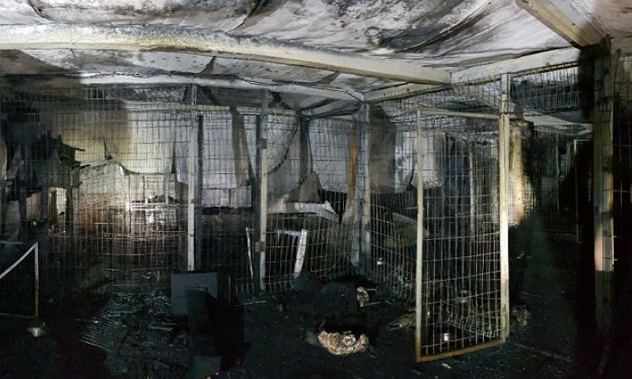 이효리가 ‘순심이’ 입양했던 보호소 화재로 갈 곳 잃은 유기견 등 ‘260마리’ 죽었다