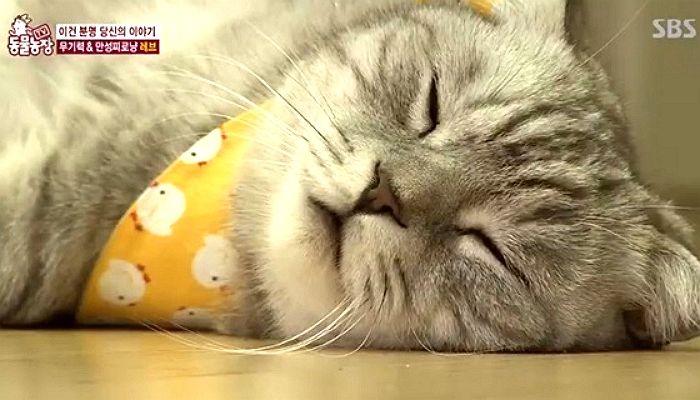“귀찮다옹”···간식 거부하고 잠만 자 집사 걱정시킨 고양이의 충격 ‘반전’