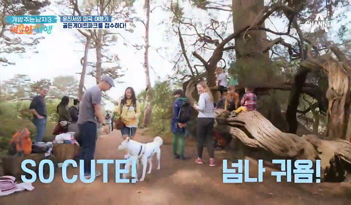 미국 여행 갔다가 ‘마성의 매력’으로 ‘슈스’된 우리나라 진돗개