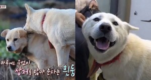 흰둥이 이미지