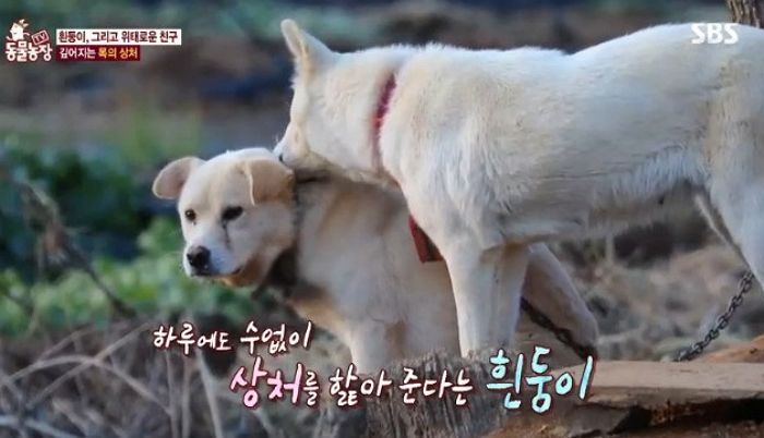 “아프지마” 목에서 피 뚝뚝 흐르는 친구 상처 정성껏 핥아주는 ‘천사견’ 흰둥이