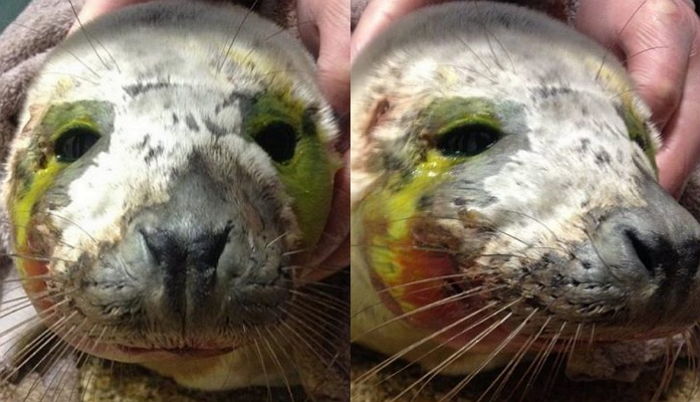 사람들 학대로 피 ‘철철’ 흘리다 구조 하루 만에 숨진 아기 물범